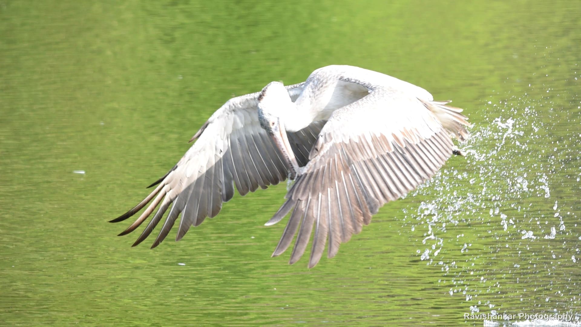 Spot-billed Pelican, lifting off the water with spray — Ranganathittu Bird Sanctuary, Karnataka, Mar 2016