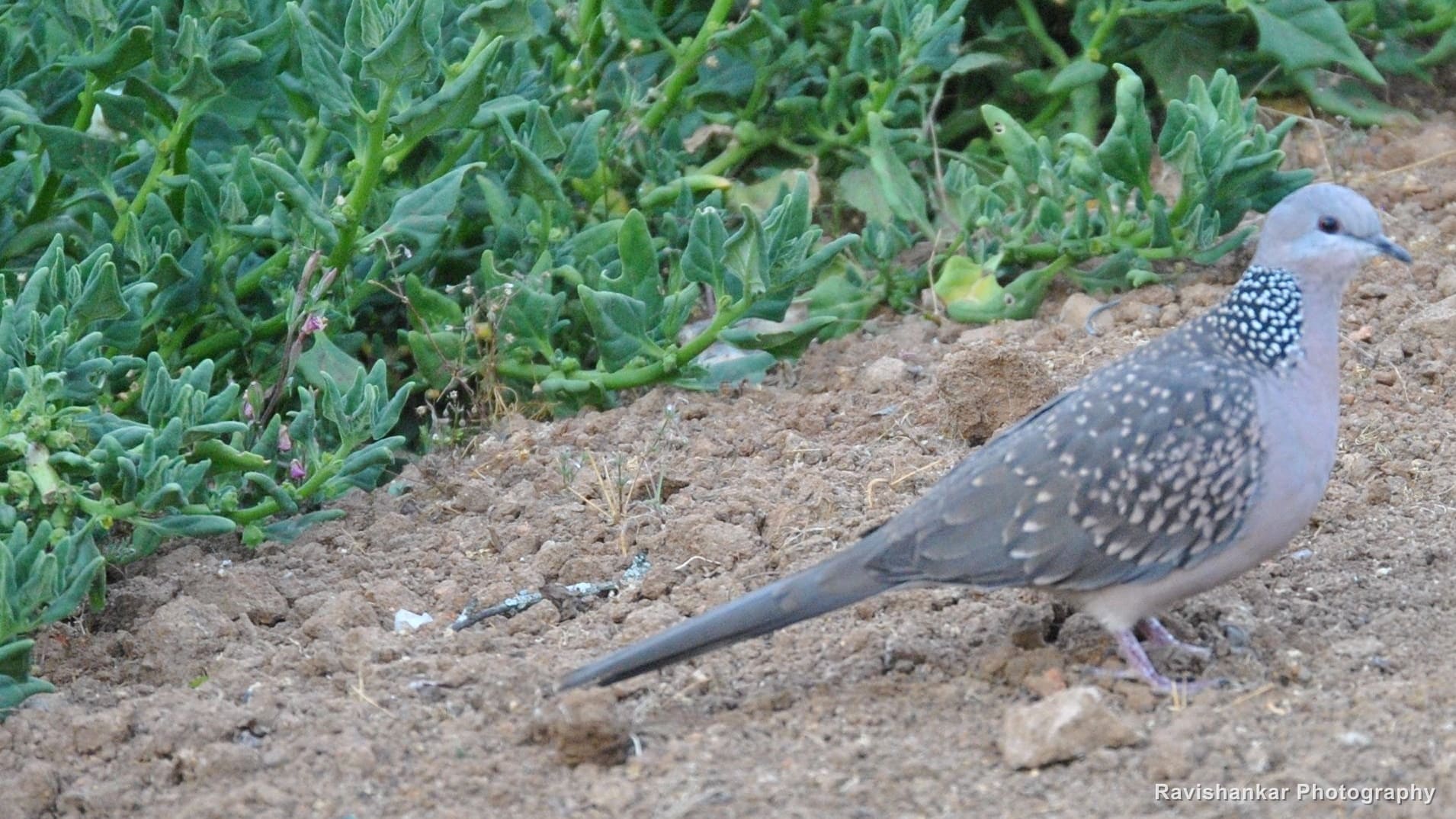 Spotted Dove, on the ground — Ooty, Tamil Nadu, Feb 2014