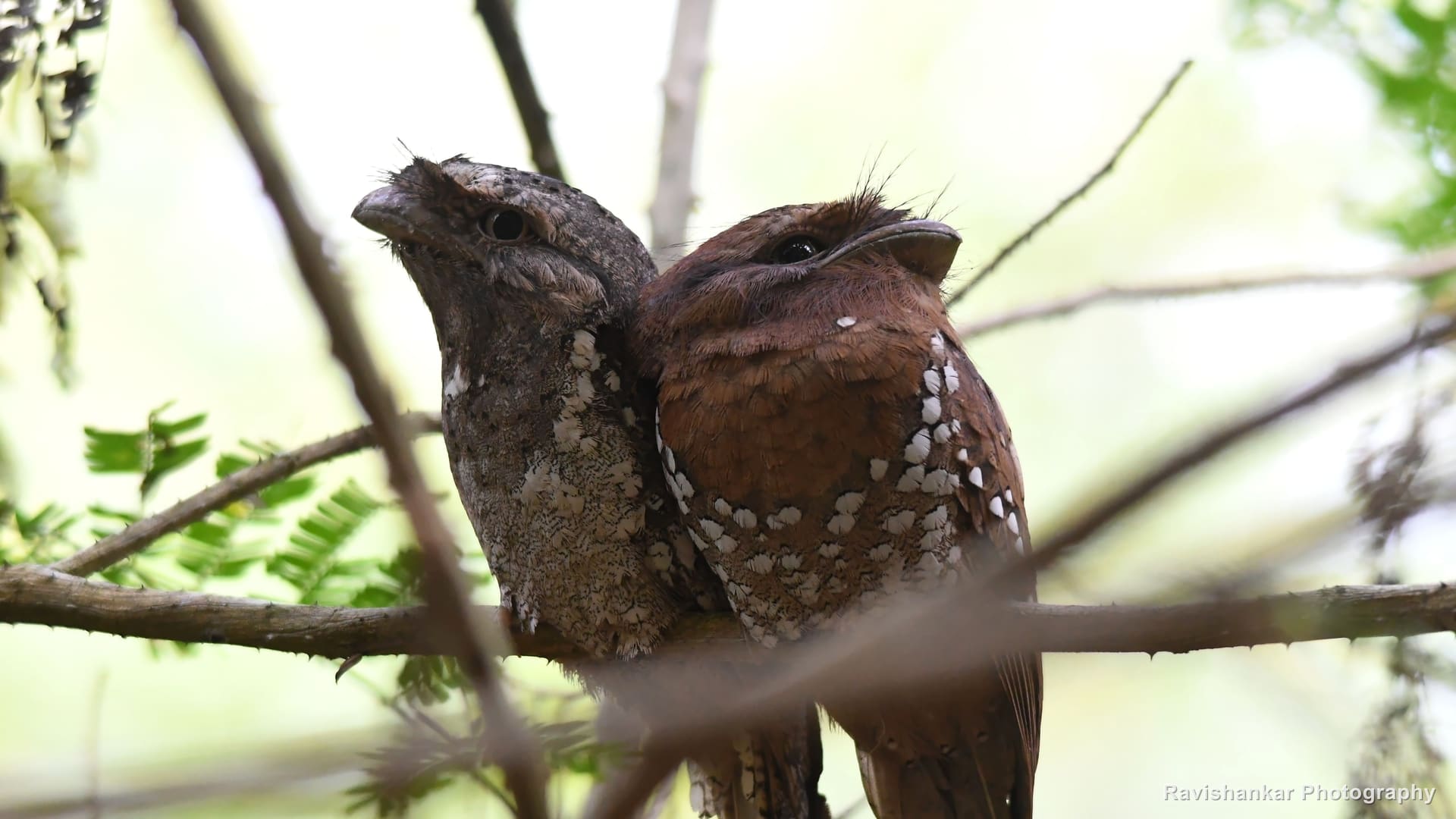 Frogmouths
