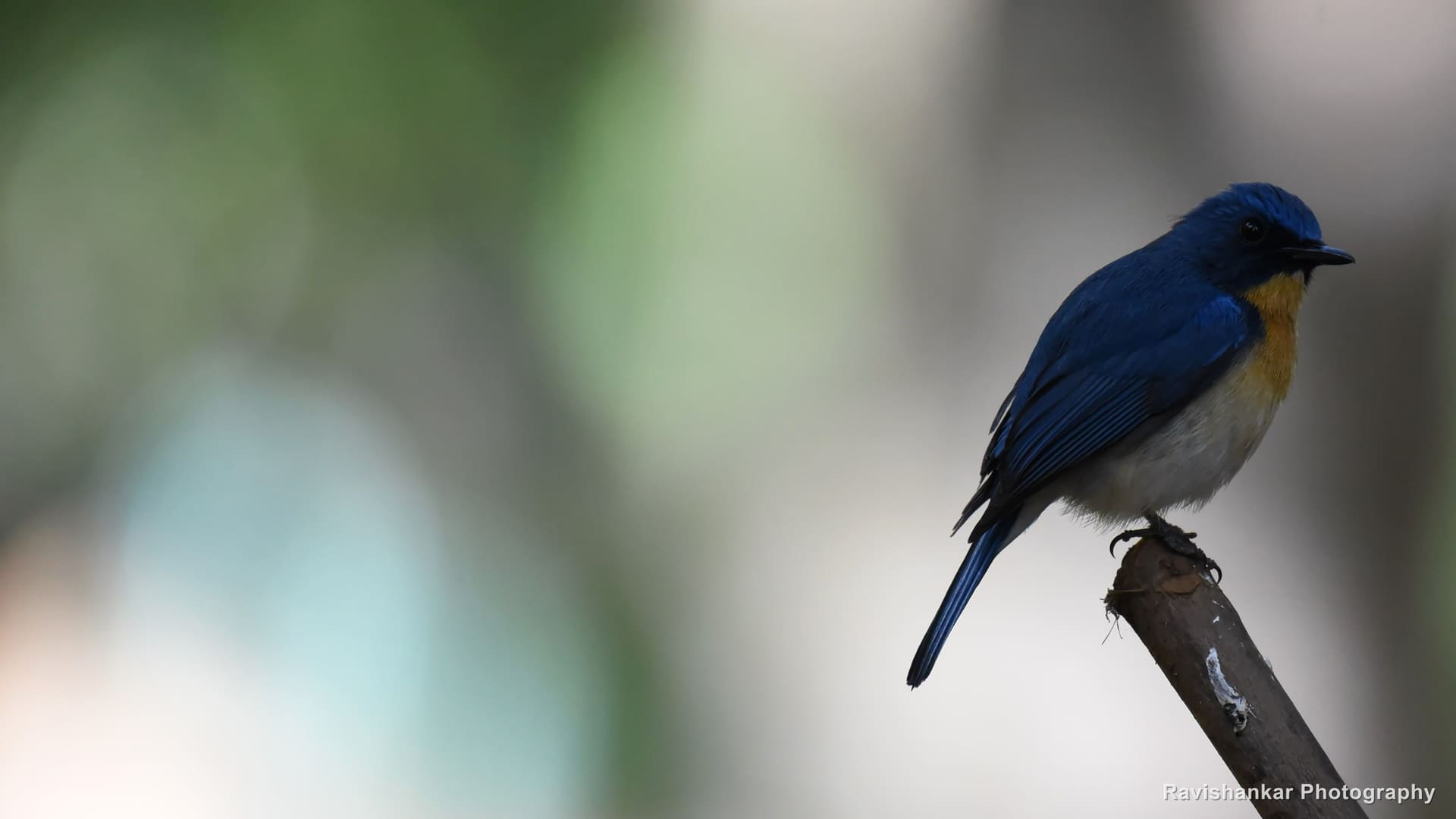 Tickell's Blue Flycatcher, perched on a bare twig, soft green background — Ooty, Tamil Nadu, Feb 2017