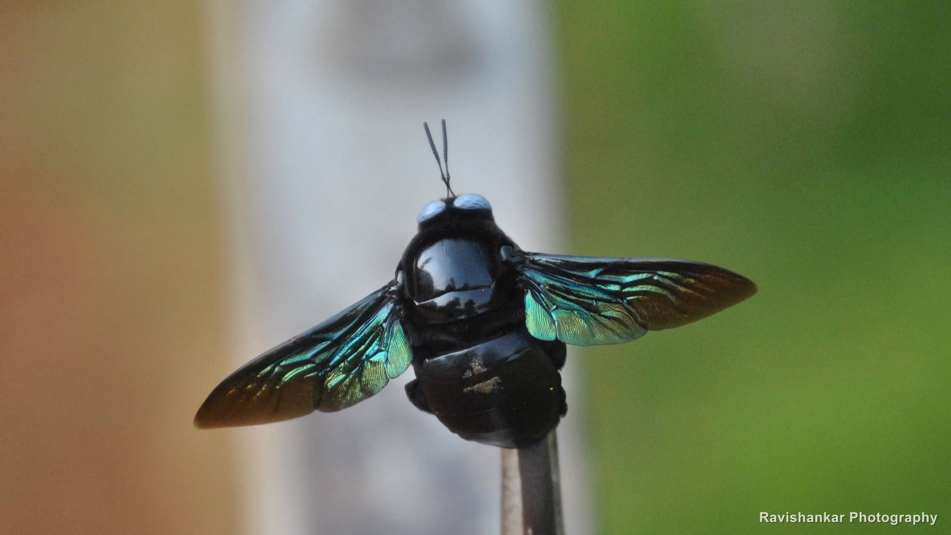 Lalbagh Botanical Garden, Bengaluru, Karnataka