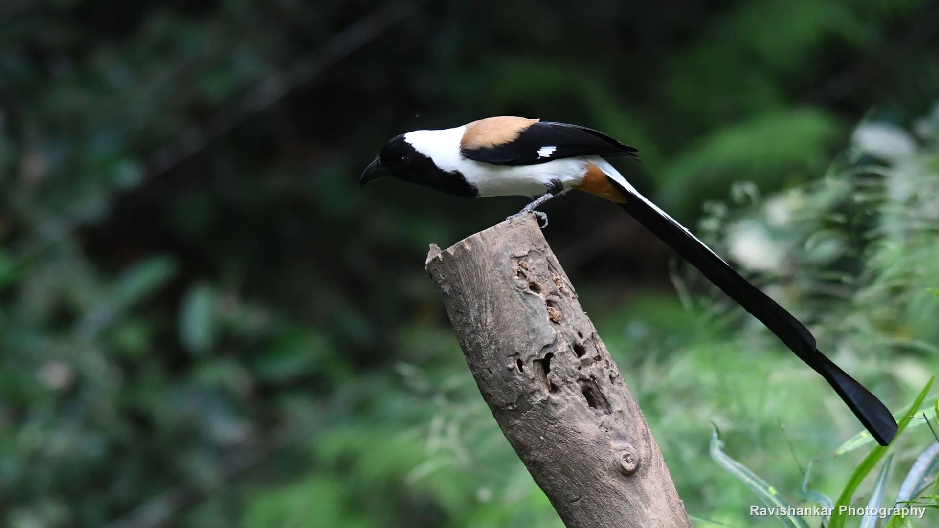 Crows and Treepies