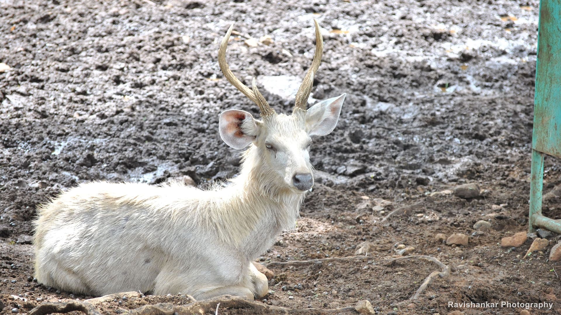 White Deer, stag resting on soil, antlers raised — Arignar Anna Zoological Park, Vandalur, Chennai, Tamil Nadu, Oct 2015