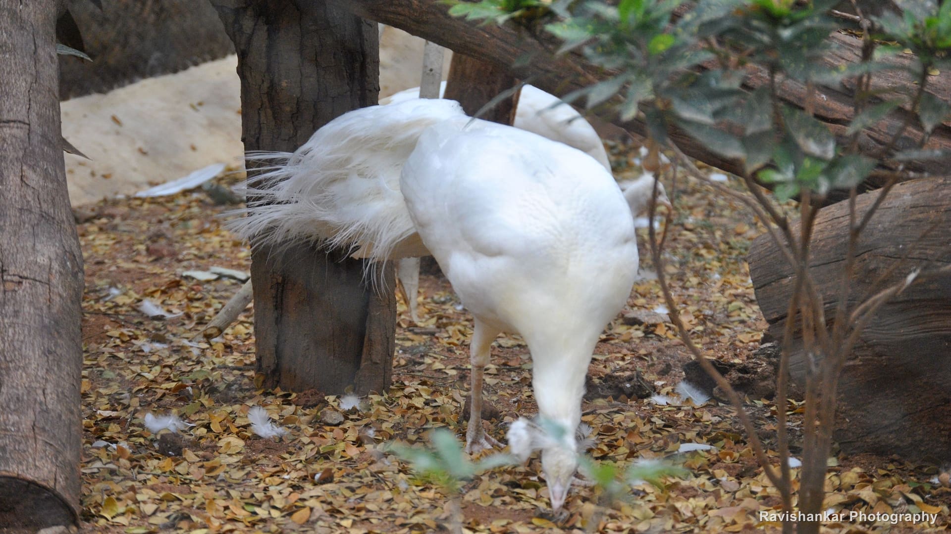 Mysore Zoo