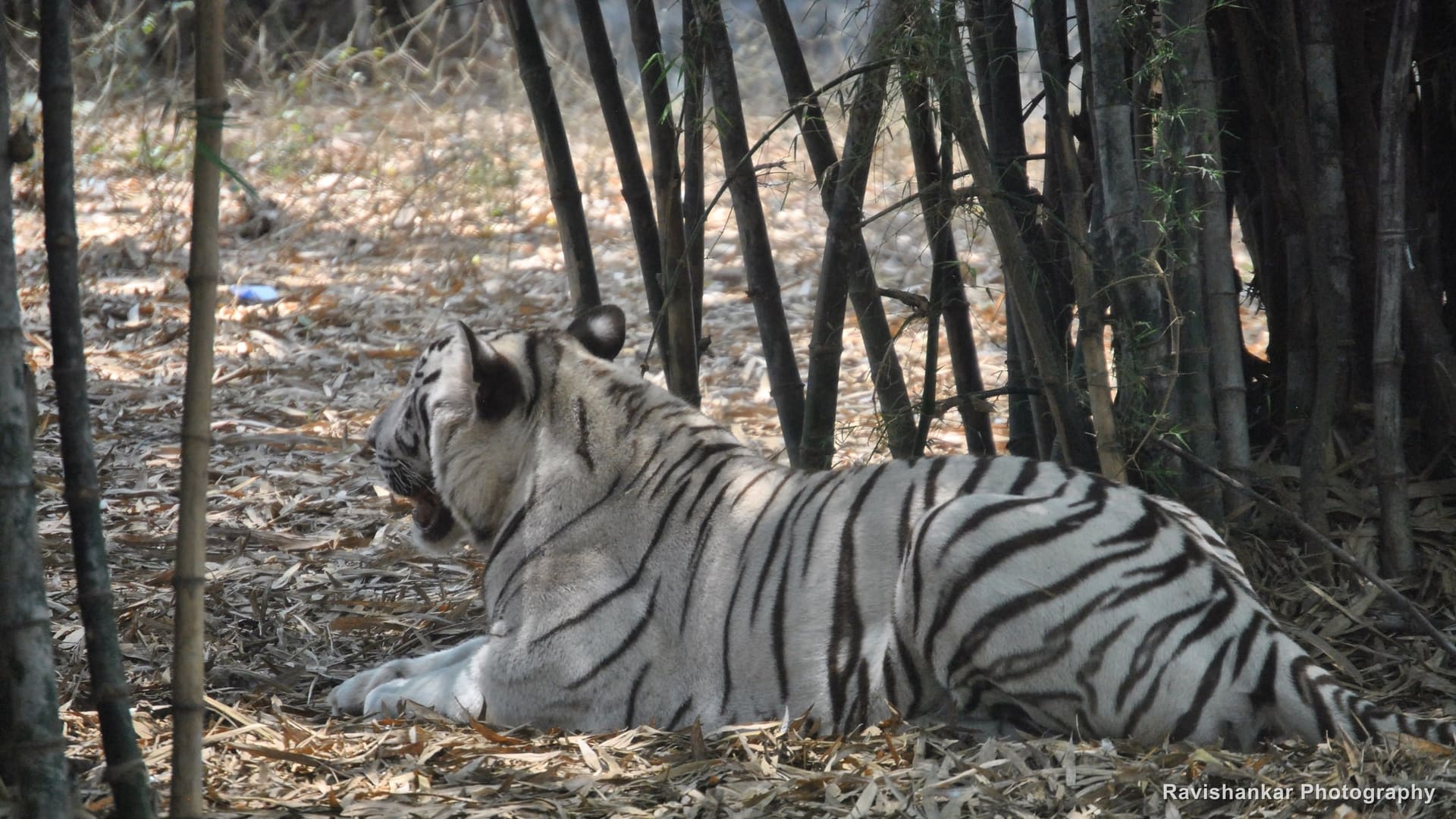 White Tiger, lying down — Arignar Anna Zoological Park, Vandalur, Chennai, Tamil Nadu, Mar 2014