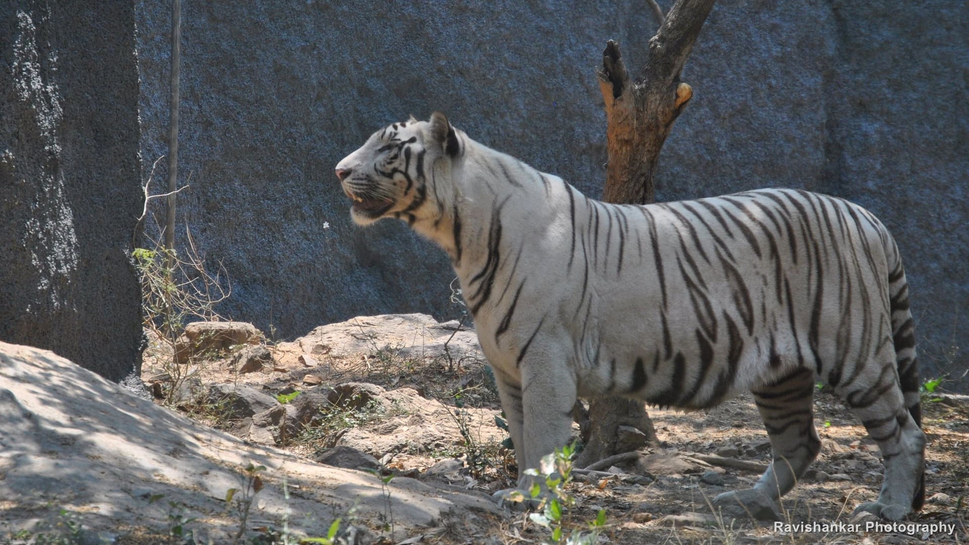 White Tiger, standing — Arignar Anna Zoological Park, Vandalur, Chennai, Tamil Nadu, Mar 2014