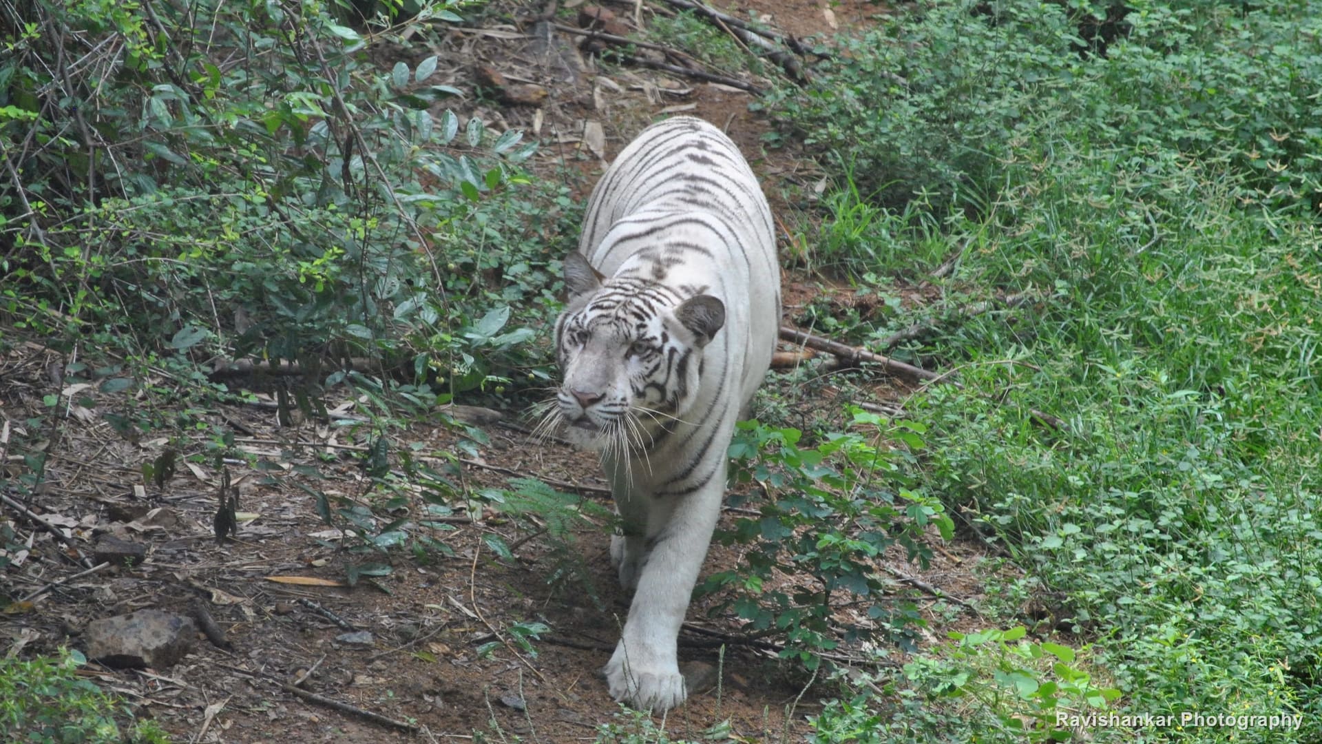 White Tiger, walking — Arignar Anna Zoological Park, Vandalur, Chennai, Tamil Nadu, Oct 2015