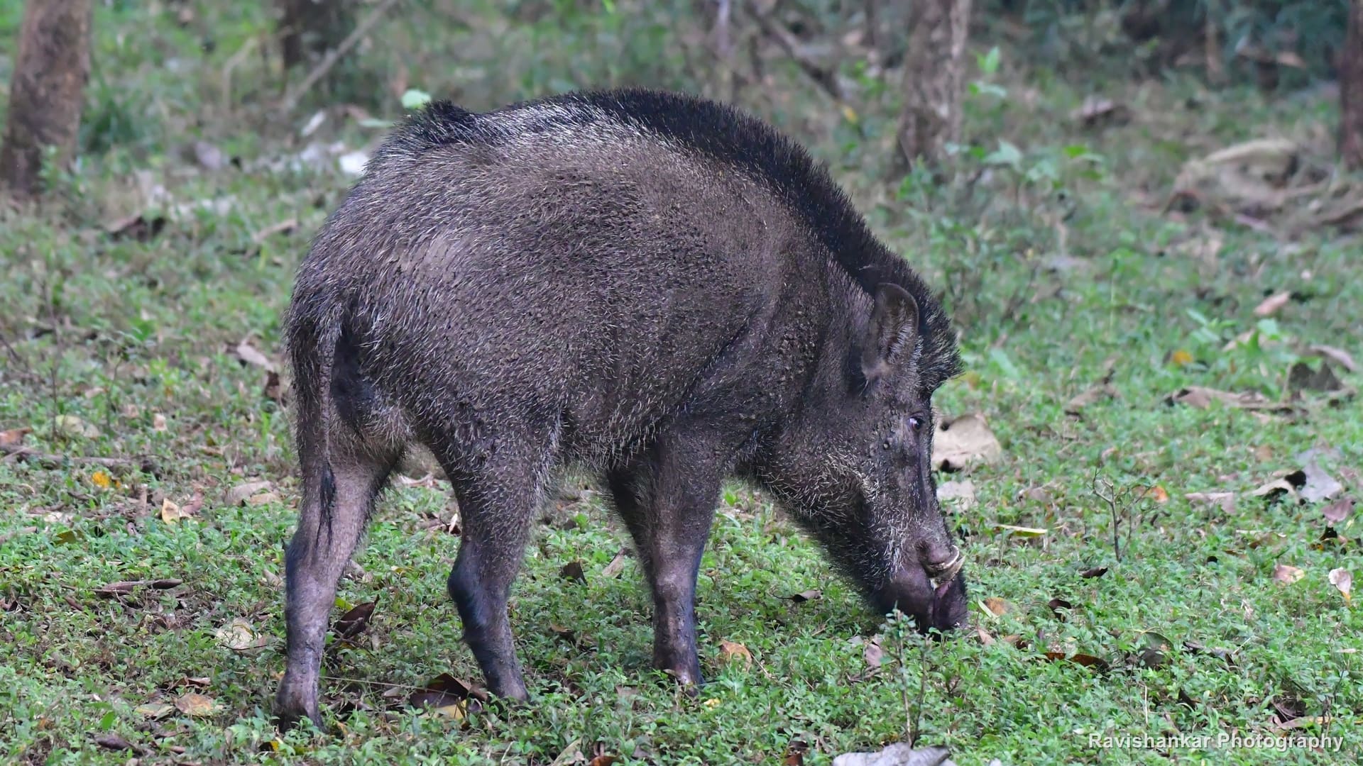 Wild Boar, foraging on the forest floor — Bhadra Tiger Reserve, Karnataka, Jan 2020