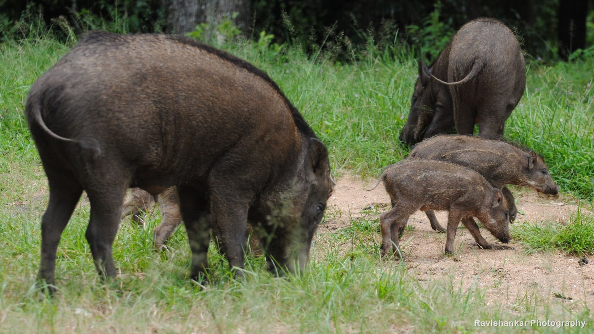 Wild Boar, sow with piglets on a clearing — Parambikulam Tiger Reserve, Kerala, Sep 2015