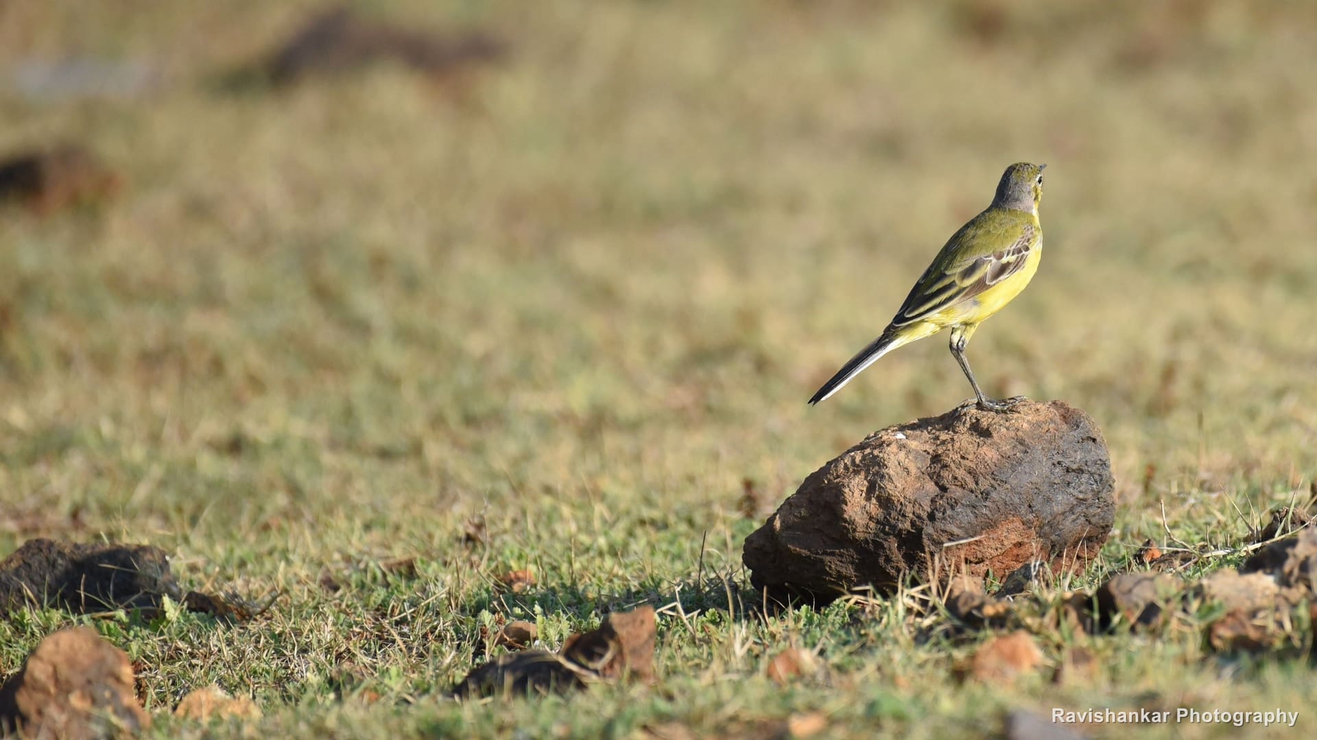 Yellow Wagtail, standing on a stone in short grass — Kabini, Karnataka, Feb 2017