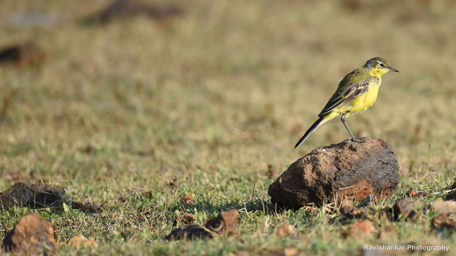 Yellow Wagtail, standing on a stone in short grass — Kabini, Karnataka, Feb 2017